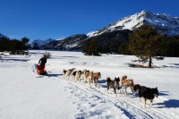La Tribu Rando - Chien de traineau Quabike Névache
